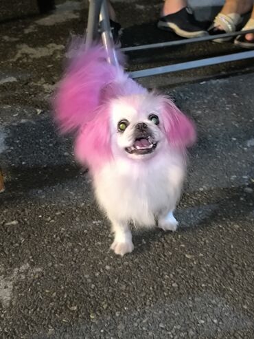 Boşqablar: Pekines, 2 il, Dişi