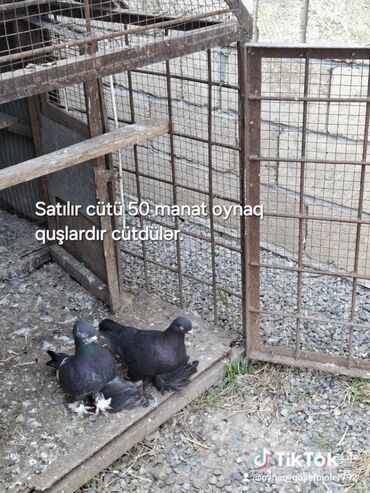 xacmazda satilan inekler: Satılır cütü 50 manatdı həm oynaqdır həmdə uçan dartınıb oynayan