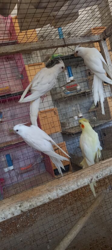 клетки для хомяков: Salam hormetli alicilar 4 eded qusdur 3 -4-5-6 ayliq quslardir oz