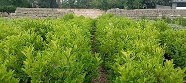 nabor acar desti: Prunus laurocerasus (dağdağan/defnevişnə) dekorativ kol bitkiləri – — 4