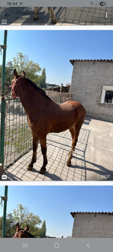 кане корсо щенок цена: Продаю | Жеребец | Рабочий