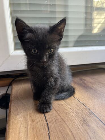 корм для кошек и котят: Отдадим котенка в хорошие руки
Мальчик, 2-3 месяца
К лотку приучен