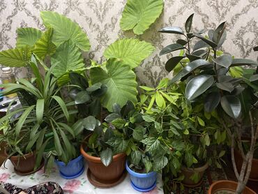 комнатный растения: Продаются комнатнве растения цена договорная