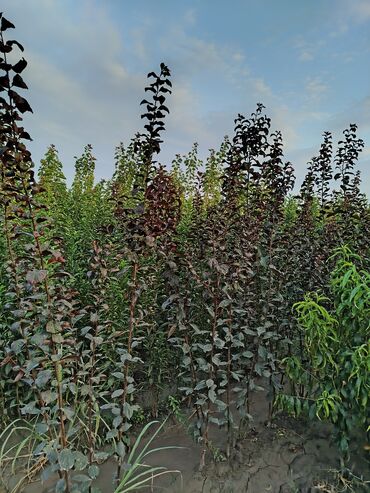 Tinglər: Hər növ ağac tinglerinin satışı — 8