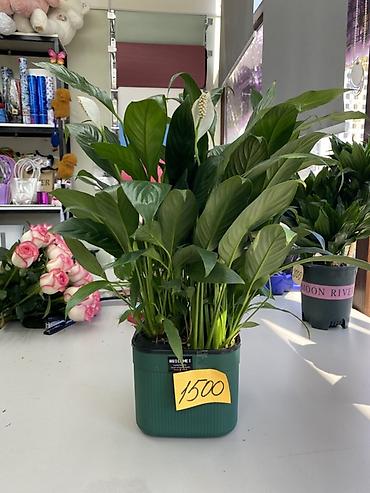Спатифиллум (Spathiphyllum) в декоративном горшке - Пышный взрослый at lalafo.kg Спатифиллум (Spathiphyllum) в декоративном горшке - Пышный взрослый