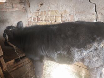 необычные животные: Продаю | Тёлка | Ангус | Искусственник