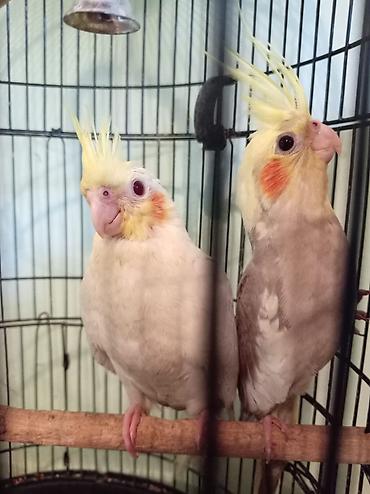 quslar type 1: Nimfa papuqayları (Cockatiel) – cüt Məhsul təsviri: - Qəfəsdə — 2