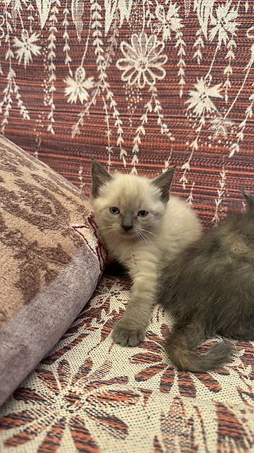 Продажа кошек: Котята, домашние, три девочки один мальчик игривые - кремово-сиамский — 1