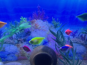 Balıqlar: Glofish, Sülhsevər, Ödənişli çatdırılma — 2