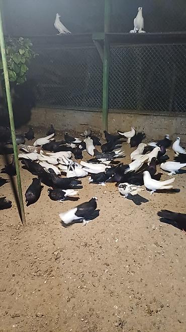 Голуби: Məhsul: Qabarlı ayaqlı dekorativ göyərçinlər (qarışıq rənglər) — 6