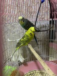 İtlər: 2 dənə quş erkek dişi qəfəssiz 30 m qəfəsnən 50 m