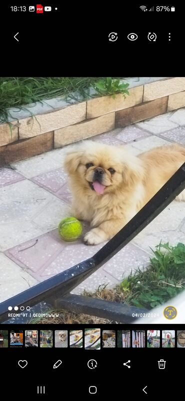 pekines itleri haqqinda: Pekines, 1 il, Dişi, Peyvəndli, Ödənişli çatdırılma