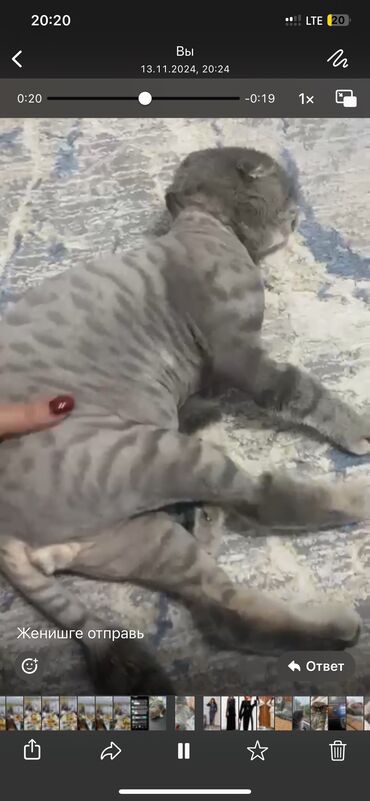 шотландская кошка шиншилла: Пропала : Скотиш Фолд (Шотландская вислоухая), Мальчик, Серый