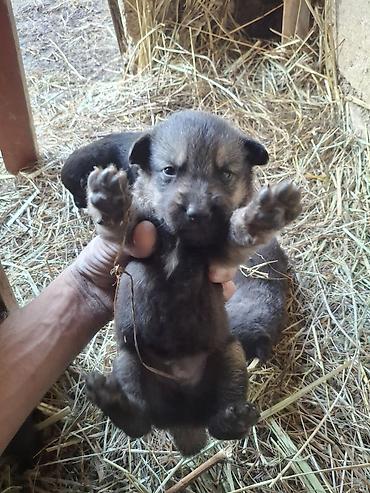 pitbull iti qiymeti: Alman çoban iti, 1 ay, Erkək, Ünvandan götürmə, Ödənişli çatdırılma, Rayonlara çatdırılma — 3