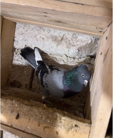 Göyərçinlər: Göy nişanlar ağlar 30dan coxdu balalarnan hamisi 10azn den abtavoy — 8