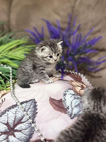 Продажа кошек: Шотландские котята (скоттиш-фолд/скоттиш-страйт), окрасы серебристый — 8