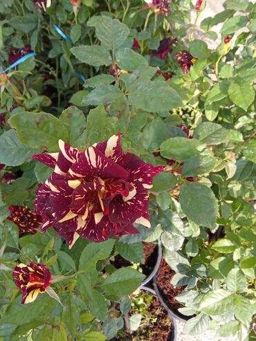 Şitillər: Dekarativ bitgilerin satişi — 15