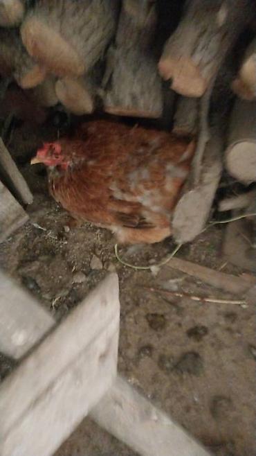 бойцовые куры: Продаю | Куры | Домашняя | На забой — 2