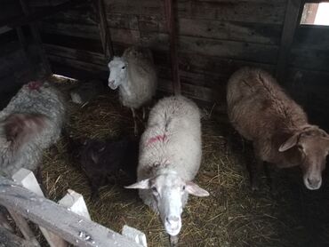 Qoyunlar, qoçlar: Diqqətlə oxu sonra zəng elə! 4 ədəd qoyun satılır! 3 ədəd qoyun — 3