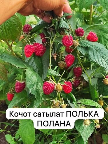стол и 4 табурета: Саженцы малины ремонтантной сортов Полька и Полана. Описание: - Ягоды