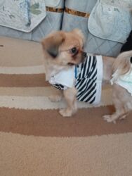 İtlər: Miniatür pinçer, 1 il, Dişi, Peyvəndli, Ünvandan götürmə