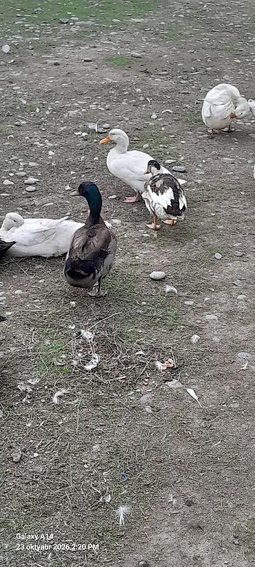 cüce satışı: Əvvəla Salam aleykum rəngli səsli ördəklər satılır ağlar satılmır öz — 6