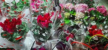 Фиалки и глоксинии: Выстака-ярмарка цветов, приходите за подарками для милых дам!!! — 3