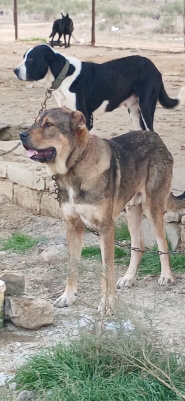 İtlər: Qurdbasar, 2 il, Erkek, Peyvəndli, Ödənişli çatdırılma — 2