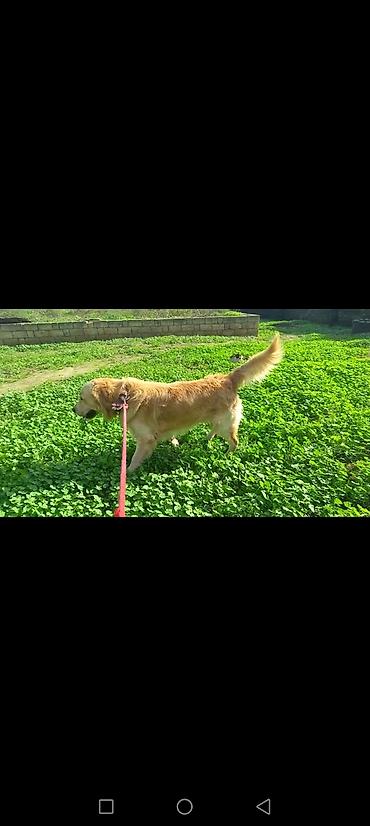 heyvan dermanlari: Retriever — 5