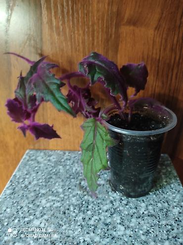 Другие комнатные растения: Комнатные цветы, растения. РАСПРОДАЮ ОСТАТКИ ПО 100 сом есть и — 16