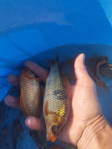 Рыбы: Коя, малёк карпа Кои — 13