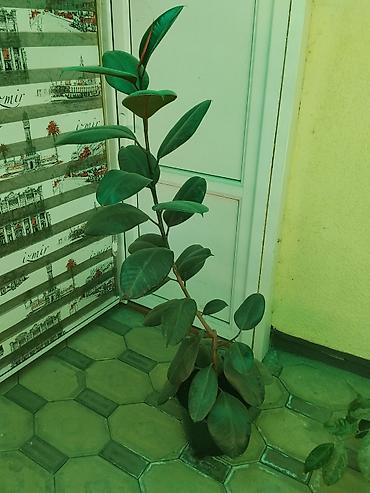 Фикусы: Комнатные растения в горшках. 1) Фикус эластика (каучуконосный фикус) — 2