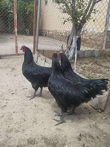 qara qurd: Toyuq, Australorp, Damazlıq, Ünvandan götürmə — 3