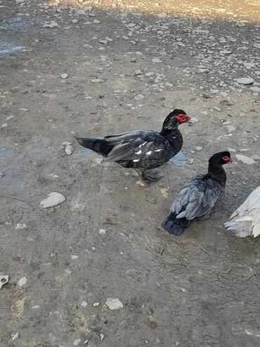 heyvanlara verilen adlar: Dişi, | Lal ördək, Macar, Damazlıq, Ünvandan götürmə, Pulsuz çatdırılma, Ödənişli çatdırılma