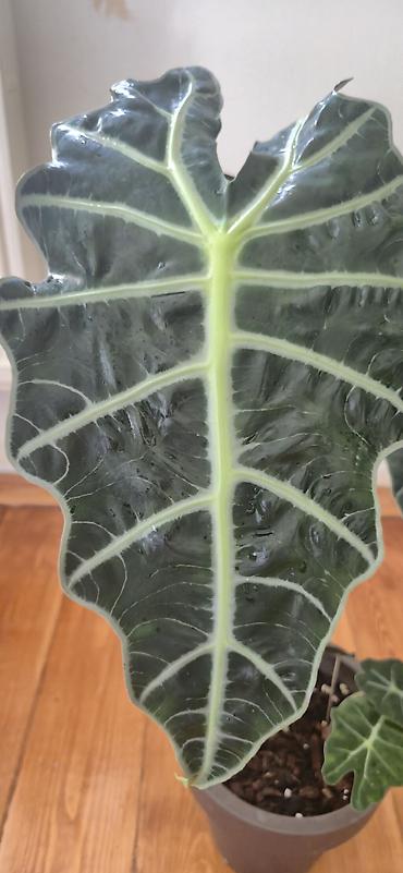yaz gulleri sekilleri: Alocasia Polly. Böyük ölçü. 2 köklü. Bazar günü metro üstüne çatdırıla — 7
