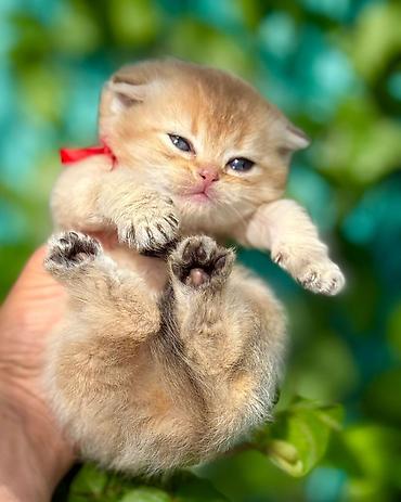 Pişiklər: Britan — 3