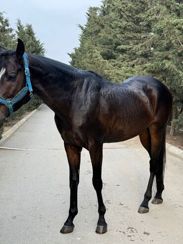 Atlar: Erkək, il: 5, Ünvandan götürmə — 7
