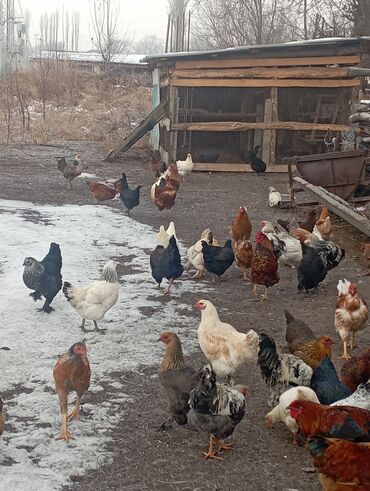 Куры, петухи: Продаю | Куры | Для разведения — 9