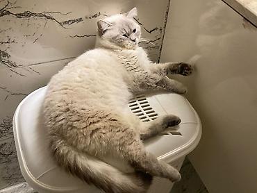 Pişiklər: Britan — 2