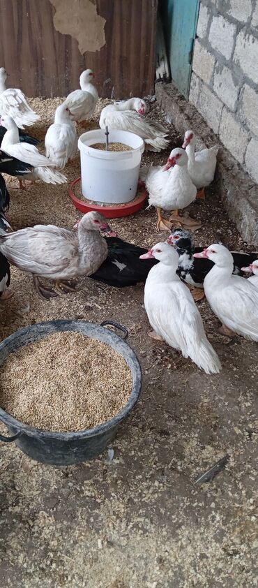 Ördəklər: Təcili satılır.Real alıcılar əlaqə saxlaya bilər — 23