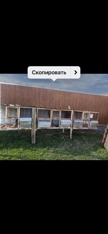 бир коро кой: Крольчатник