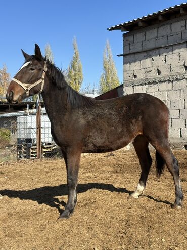 купить рабочую охотничью собаку: Сатам | Тай, Байтал, Жылкы (эркек) | Англиялык, Араб, Дончак | Көбөйтүү үчүн, Ат спорту, Жумушка