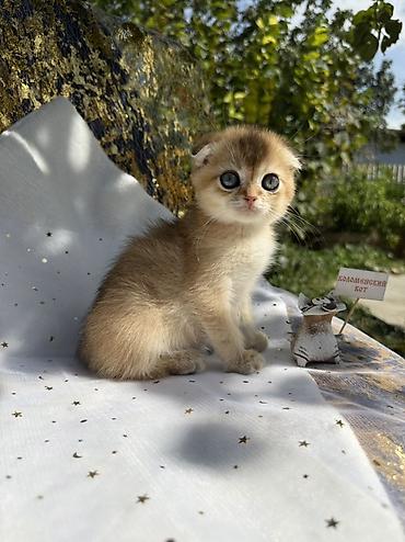 кошка майкун: Шотландский вислоухий котёнок, окрас золотая шиншилла (golden — 6