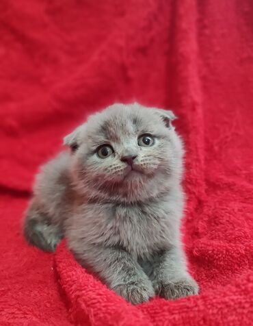 купить домик для кошки недорого: Скотиш Фолд (Шотландиялык шалпаң кулак), 2 айлык, Ургаачы, Көгүлтүр, Лотокко барууга үйрөтүлгөн, Курттардан тазаланган