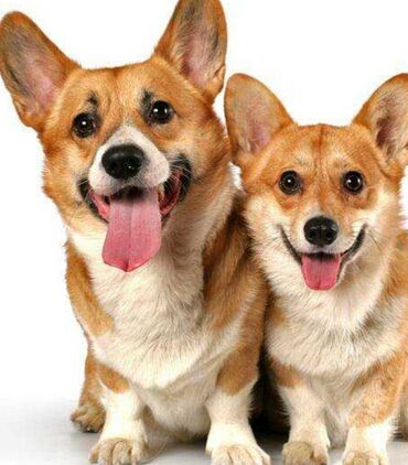 английский бульдог бишкек: Продаю
Корги, пара, в связи с переездом, вопросы по телефону