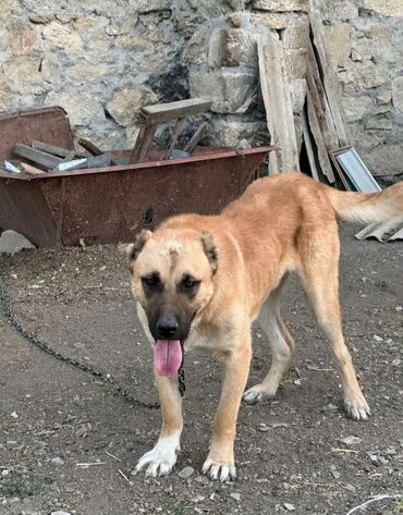 berde mal bazari 2020: Kanqal, Peyvəndli