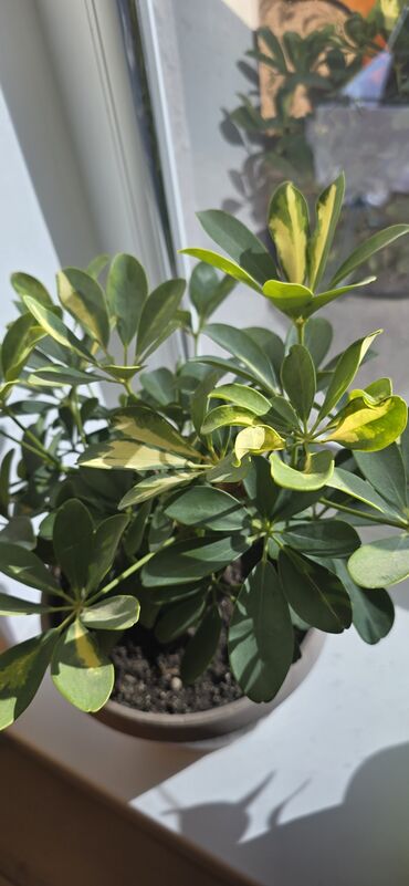 лимон комнатный купить: Шеффлера вариегатная (Schefflera arboricola) в горшке. - Компактный