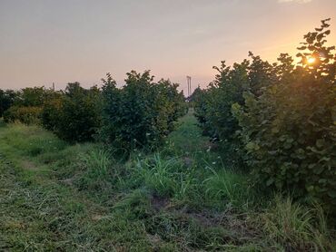Коммерческая недвижимость: 64 соток, Для сельского хозяйства, Риэлторам не беспокоить, Купчая