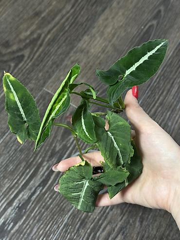 Другие комнатные растения: Добрый день! В продаже комнатные растения: Сингониумы - конфетти — 19