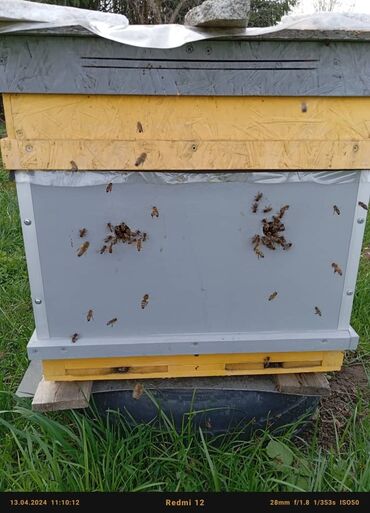 пчело матка: Срочно Продаю пчелы, порода Карника